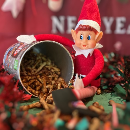 Elf Image Day 03